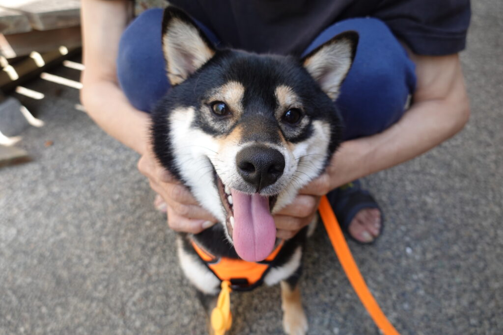 岡山市 リフォーム 犬と暮らす 事例